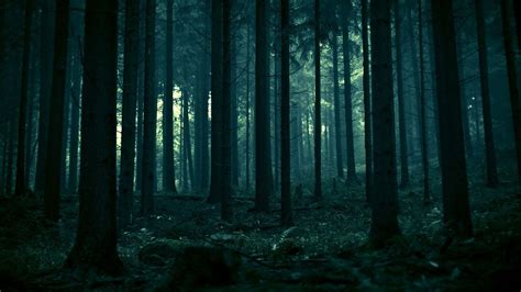 Dark Forest HD Wallpapers - Top Free Dark Forest HD Backgrounds - WallpaperAccess