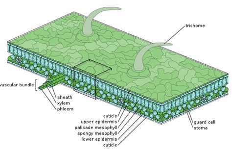 Epidermis (botany) - Wikipedia