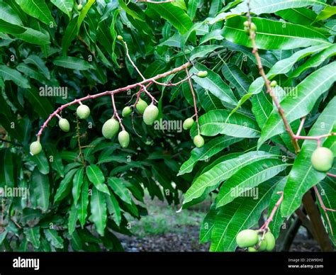 mango tree and flowers, small mangoes growing, sunny day Stock Photo ...