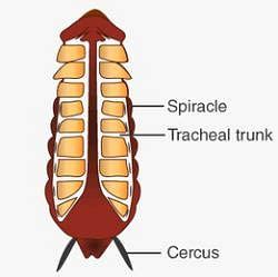 Respiratory and Nervous Systems: Cockroach - Additional Study Material for NEET PDF Download