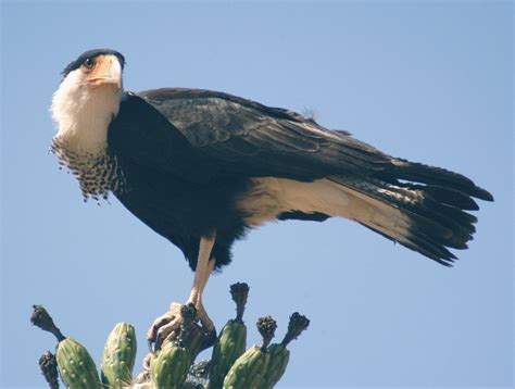 Northern Crested Caracara or Mexican Eagle/Falcon is the national bird of Mexico Mexican Eagle ...