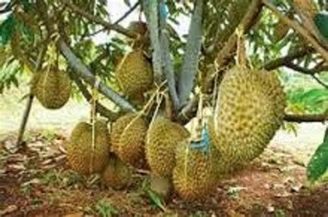 Jual Bibit Pohon Durian Musang King di lapak Herry Riwu riwu | Bukalapak