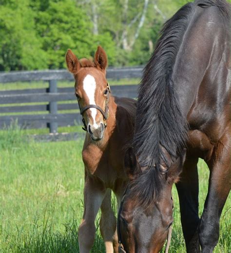 Airdrie Stud (@AirdrieStud) | Foals, Filly, Horses