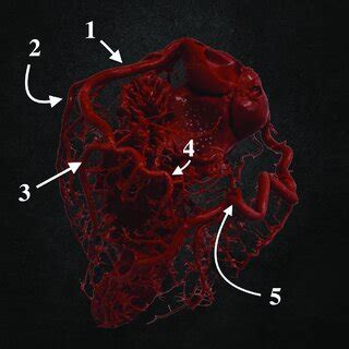 The circumflex branches of the left and right coronary arteries ...