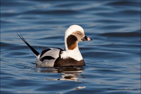 Long-Tailed Duck male (2197)