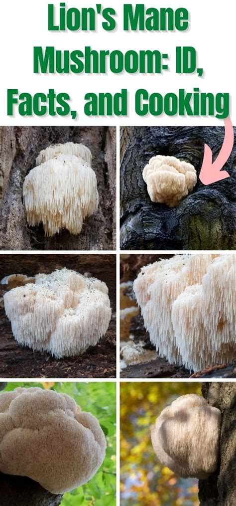 Lion's Mane Mushroom: Identification, Foraging, and Recipes - Mushroom ...