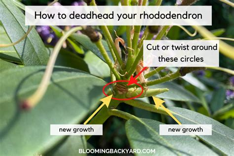 How to Deadhead Rhododendrons (& Why You Really Should)