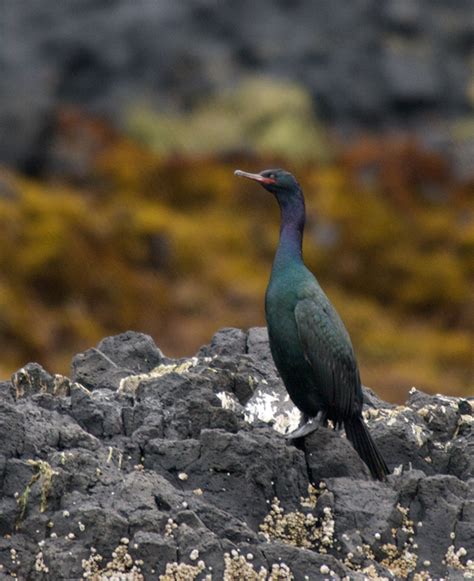 Bird of the Week – Pelagic Cormorant : The Mudflats | Interesting ...