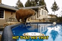 Hit That Capybara GIF - Hit That Capybara Capybara Dive - Discover & Share GIFs