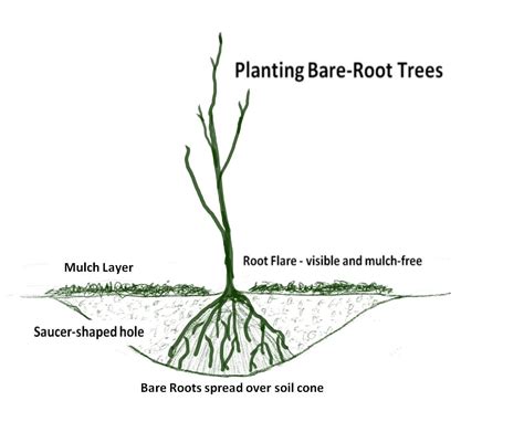 How to Plant a Bare Root Tree | Tree Top Pros