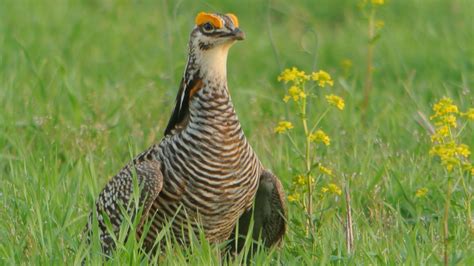 Prairie Chicken Conservation Effort Yields Mixed Results - WPR