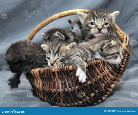 Kittens in a basket stock image. Image of sitting, shot - 25998469