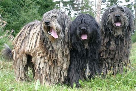 6 Dog Breeds with Dreadlocks and How That Even Works | The Dog People ...