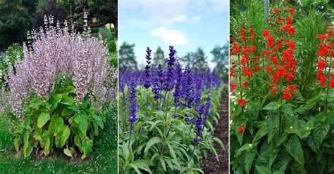 45 Best Types of Salvias | Popular Salvia Plants Varieties