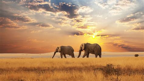 Africa Animal Elephant Savannah Wildlife HD African Wallpapers | HD Wallpapers | ID #55152