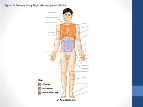 Anatomy Regional Terms Diagram