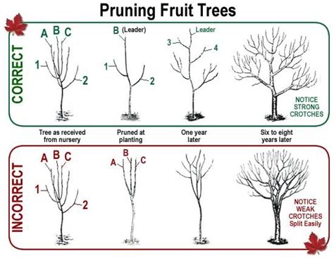 What to do with neglected tree, full of large water sprouts? | Arborist, Chainsaw & Tree Work Forum