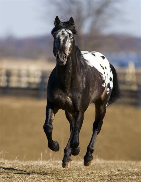 Horse Breed: Colorado Ranger