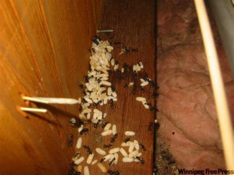 ASK THE INSPECTOR: Ants can destroy walls from the inside - Winnipeg Free Press Homes