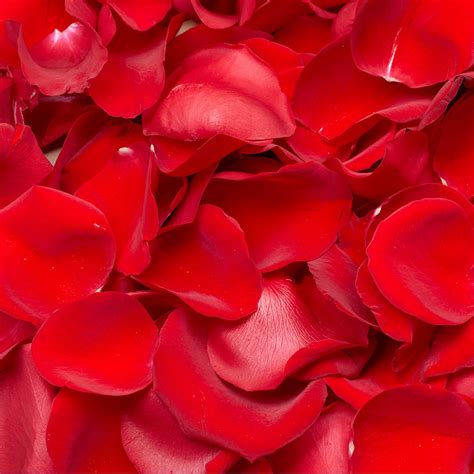 Red rose petals – Artofit