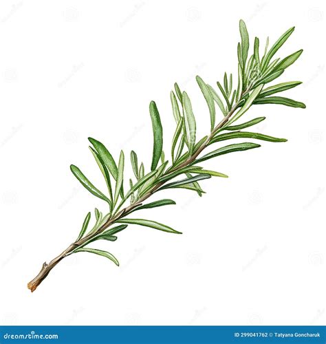 Sprig of Rosemary Realistic Watercolor Drawing Stock Illustration - Illustration of health ...