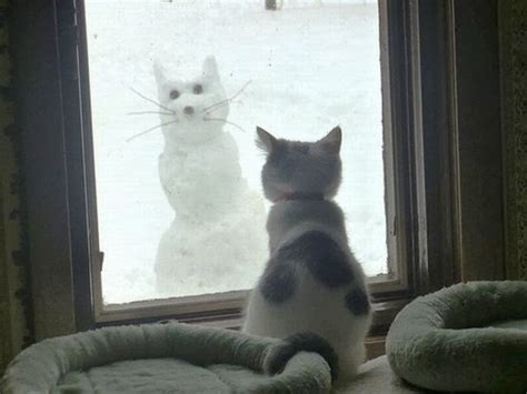 Funny cats: Snow cats funy