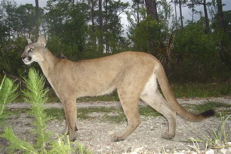 File:Florida panther (5164633394).jpg - Wikimedia Commons