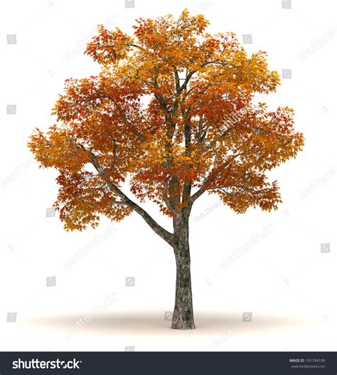 Chinar tree Images, Stock Photos & Vectors | Shutterstock