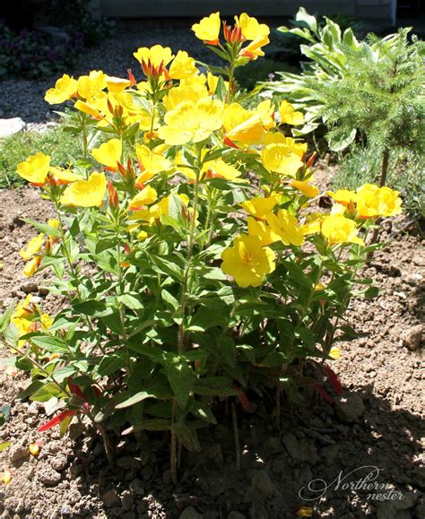 15 Colorful Perennials For Shade - Northern Nester