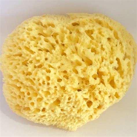 Large Natural Sea Sponge | Natural sea sponge