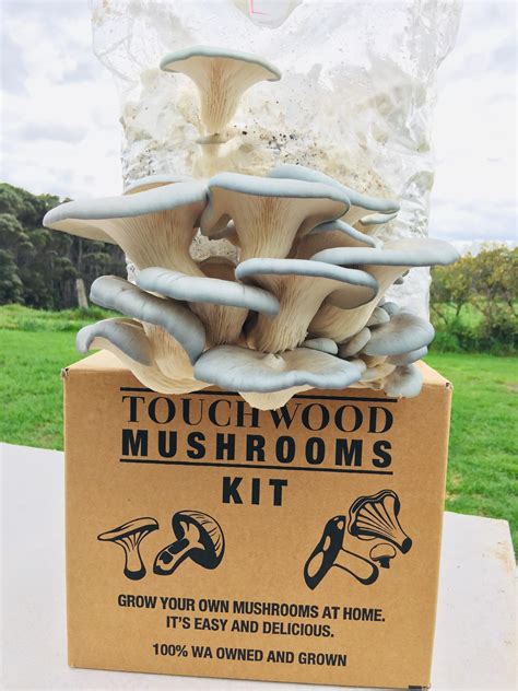 Oyster Mushroom Grow Kit (WA Only) | Touchwood Mushrooms | Reviews on Judge.me