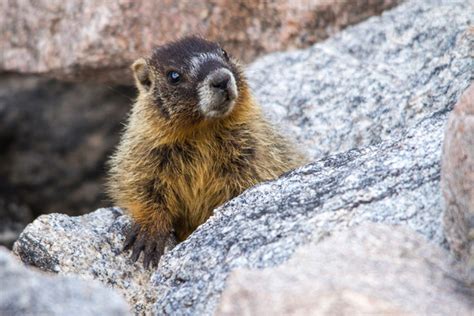 Yellow Bellied Marmot (Rock Chuck) Facts, Habitat, Diet, Pictures | Coniferous Forest