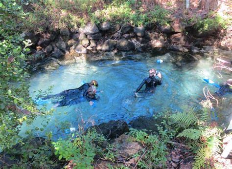 Crystal River manatees: See manatees, even swim with them