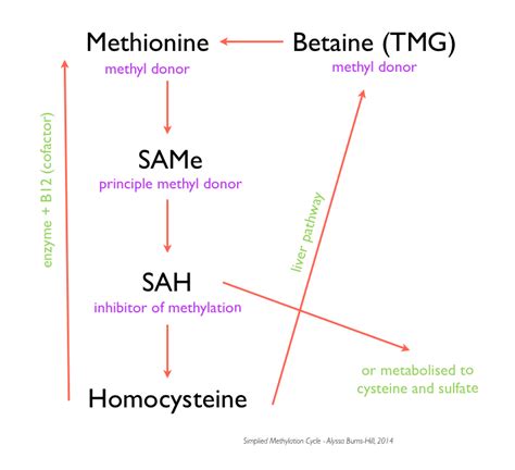 Methylation: energy for life and living! - Cytoplan