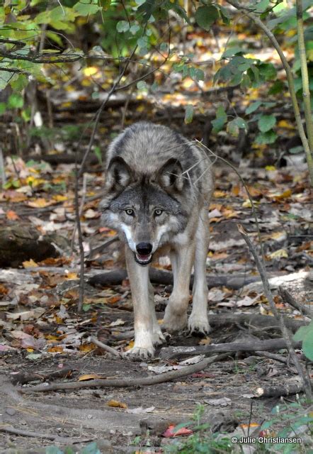 International Wolf Center, Ely, MN | smiles7 | Flickr