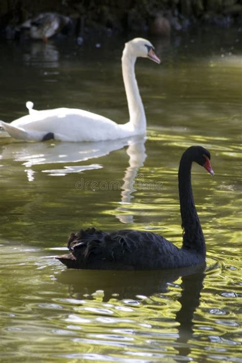 Swans on a pond stock image. Image of wildlife, gathering - 2702513