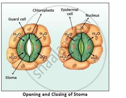 Explain the Mechanism of Closing and Opening of the Stomata. - Biology ...