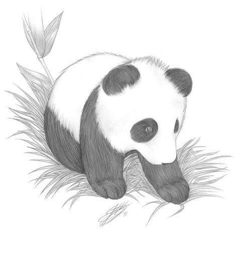 Drawing Of A Panda Cute Panda Drawings In Pencil. Amazing . Panda ...