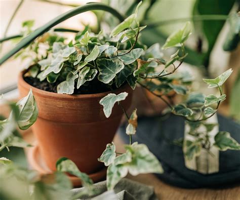 How to propagate ivy in water: for more trailing plants | Homes & Gardens