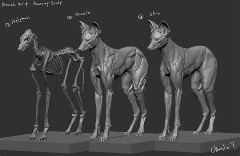 Maned Wolf anatomy study (WIP), Chunlin Yang | Maned wolf, Dog anatomy ...