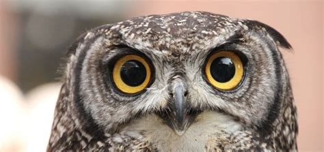 Screech Owl Sound | Free Sound Efeects | Animal Sounds