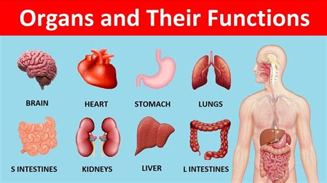 Internal Organs Of Human Body And Their Functions Pdf - Organs Anatomy Organ Parts Biology ...