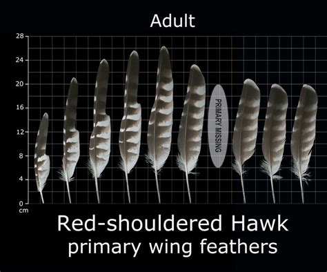 The Feather Atlas - Feather Identification and Scans - U.S. Fish and Wildlife Service Forensics ...