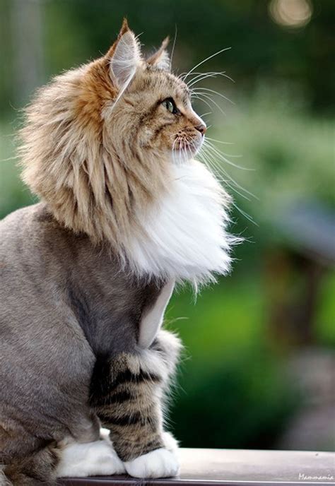 60 best Cat grooming images on Pinterest | Cat grooming