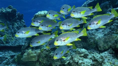 Sweetlips Fish HD Wallpaper