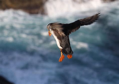 Premium Photo | Flying puffin