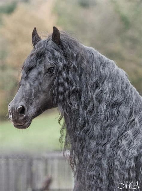 Curly haired horse | Horses, Friesian horse, Animals beautiful