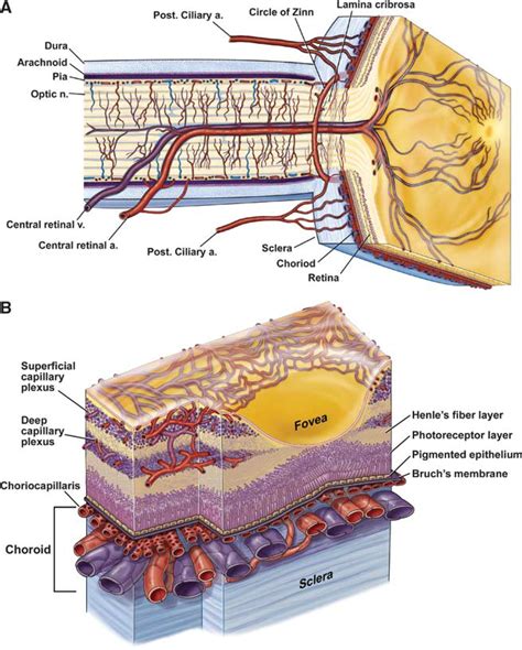 Functional Hyperemia and Mechanisms of Neurovascular Coupling in the ...