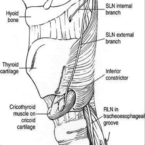 Course and branches of recurrent laryngeal nerves (RLN) and superior... | Download Scientific ...