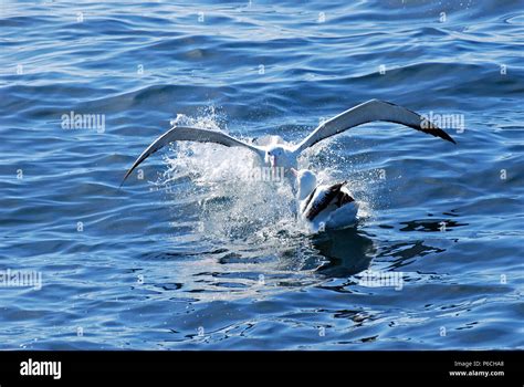 New Zealand albatross Stock Photo - Alamy